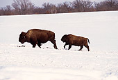 NOA 01 RK0008 03
Two Buffalos Walking In Open Field Of Snow