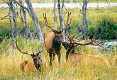 NOA 07 RK0001 13
Herd Of Roosevelt Elk On Tall Grass
(Cervus Elaphus Roosevelti)