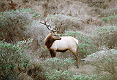 NOA 07 RK0005 02
Male Elk Standing On Hill With Bushes