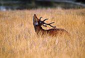 NOA 07 RK0003 02
Profile Shot Of A Roosevelt Elk Standing With Head Up In Tall Dry Grass (Cervus Elaphus Roosevelti)