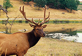 NOA 07 RK0004 01
Shoulder Shot Of A Roosevelt Elk Standing On Grass By Water (Cervus Elaphus Roosevelti)