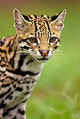 OCE 01 MC0001 01
Portrait Of Ocelot Walking In Grass Southern Arizona