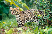 OCE 01 KH0001 01
Ocelot Standing In Jungle