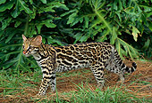 OCE 01 TK0001 01
Ocelot Walking By Foliage