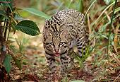 OCE 01 TL0001 03
Ocelot Approaching Camera On Jungle Floor In Central America