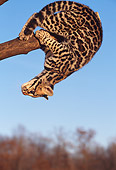 OCE 02 RK0030 02
Close Up Of Ocelot Cub Hanging Upside Down On Tree Branch Blue Sky And Trees