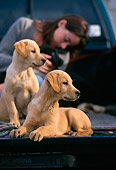 PEO 02 DB0006 01
Yellow And Black Labrador Retriever Puppies With Owner In Truck Bed