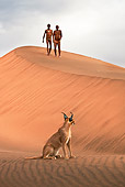 PEO 08 MH0009 01
Caracal Sitting On Dunes With San Hunters Walking In Background Namibia