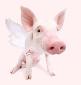 PIG 01 JE0001 01
Piglet With Wings And Tattoo Sitting In Pink Studio