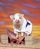 PIG 01 RK0011 07
Karate Pig On Bricks