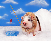 PIG 01 RK0013 16
Igloo Pig Fishing On Snow