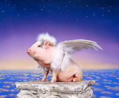 PIG 01 RK0026 05
Humorous Pig 