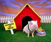 PIG 01 RK0031 25
Pig in Dog House.