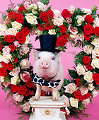 PIG 01 RK0042 05
Valentine Pig.