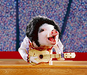 PIG 01 RK0056 15
Elvis Pigsley