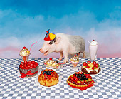 PIG 01 RK0061 02
Pig Decisions