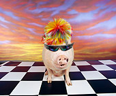 PIG 01 RK0071 10
Vietnamese Pot Bellied Pig.