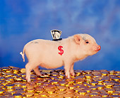 PIG 01 RK0081 05
Piggy Bank