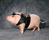PIG 01 RK0091 23
Biker Pig.