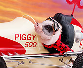 PIG 01 RK0093 05
Vietnamese Pot Bellied Pig In Car Driving