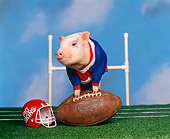 PIG 01 RK0111 16
Pigskin Football Pig Leaning On Football On Field