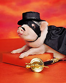 PIG 01 RK0118 10
Zorro the Pig.