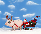 PIG 01 RK0126 05
Santa Piggy