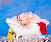 PIG 01 RK0133 01
Hog Wash 2