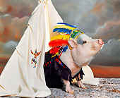 PIG 01 RK0135 17
Chief Sitting Pig In Teepee