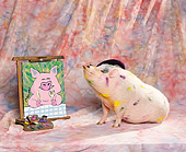 PIG 01 RK0143 11
Pigaso