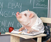 PIG 01 RK0144 14
Pig Latin.