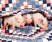 PIG 01 RK0149 06
Pigs in a Blanket.