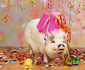 PIG 01 RK0151 08
Party Boar.
