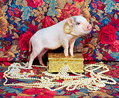PIG 01 RK0154 02
Pearls before Swine.