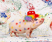PIG 01 RK0156 11
Colorful Pig.