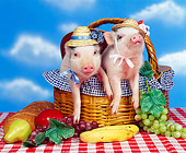 PIG 01 RK0158 18
Pignic