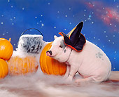 PIG 01 RK0163 20
Halloween Vietnamese Pot Bellied Pig.