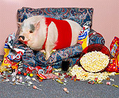 PIG 01 RK0170 39
Pigging Out.