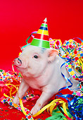 PIG 01 RK0175 02
Vietnamese Pot Bellied Pig Wearing Party Hat