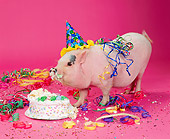 PIG 01 RK0176 08
Party Pig.