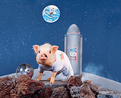 PIG 01 RK0191 15
First Pig on the Moon.