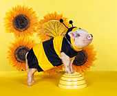 PIG 01 RK0195 17
Bumble Pig In Bee Outfit By Sunflowers Studio
