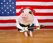 PIG 01 RK0202 12
Boar-n In The USA