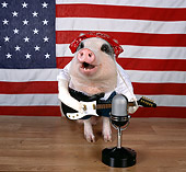 PIG 01 RK0202 14
Boar-n In The USA