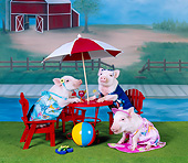 PIG 01 RK0219 01
Three Pigs 