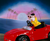 PIG 01 RK0224 01
Moon Over My Hammy