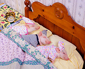 PIG 01 RK0229 01
Three Hog Night