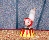 PIG 01 RK0006 13
Circus Pigs