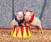 PIG 01 RK0006 16
Circus Pigs