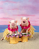 PIG 01 RK0007 11
Two Pigs In Hula Skirts Playing Drums On Beach